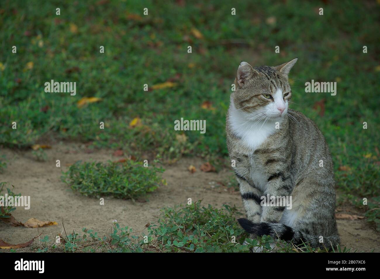 Grey Tabby cat sitting on grass with tail curled Stock Photo