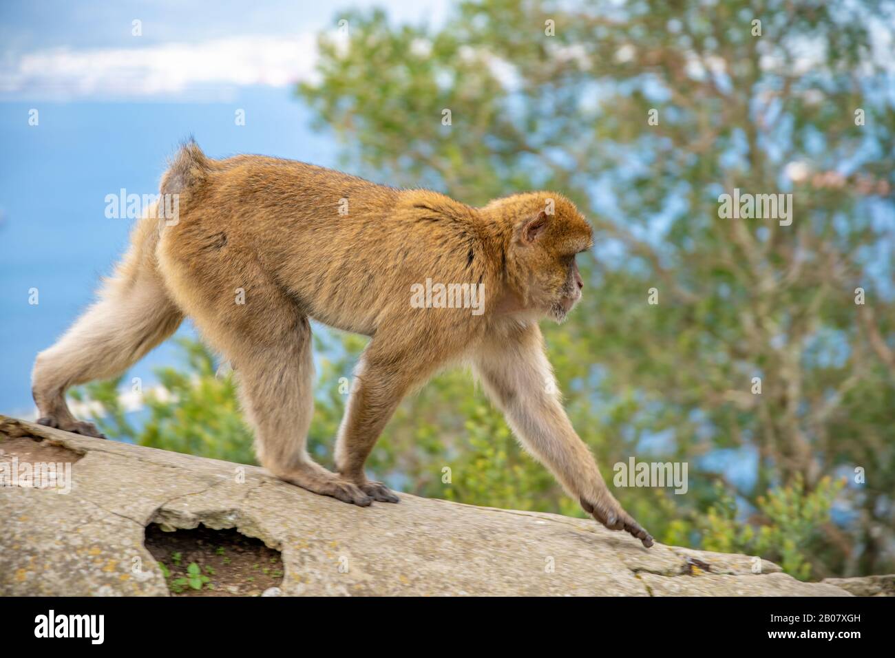 monkey Macaca sylvanus in the wild on the Gibraltar peninsula Stock Photo