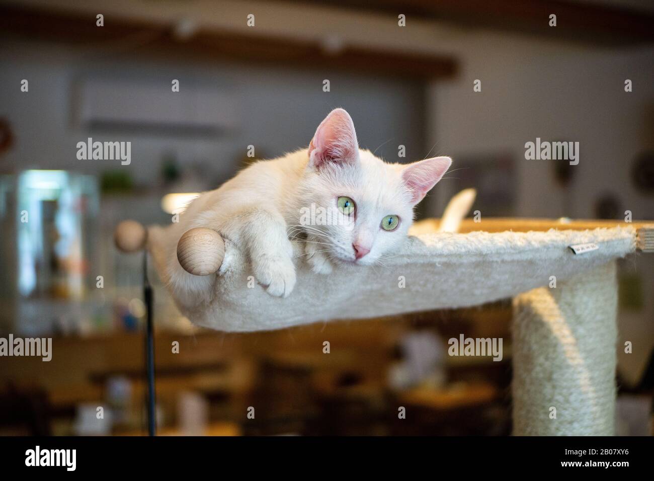picture of a beatiful and curious white cat with shiny green eyes sitting atop a cat condo with a professional looking blurry background Stock Photo