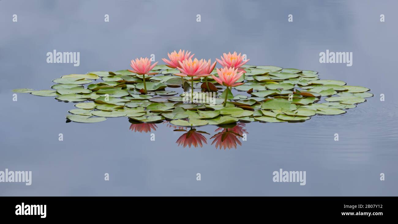 salmon colored water lilies are reflected in the mirror-like still waters of a garden pool Stock Photo