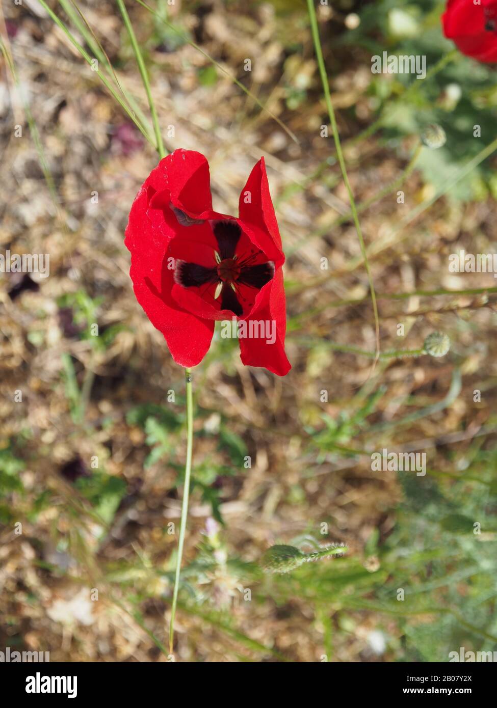 Poppy in a field in Greece Stock Photo