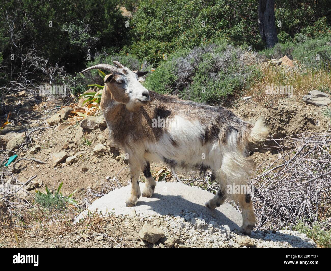 Greek goat with long horns and shaggy brown and white coat on Poros Island, Peloponnese, Greece Stock Photo
