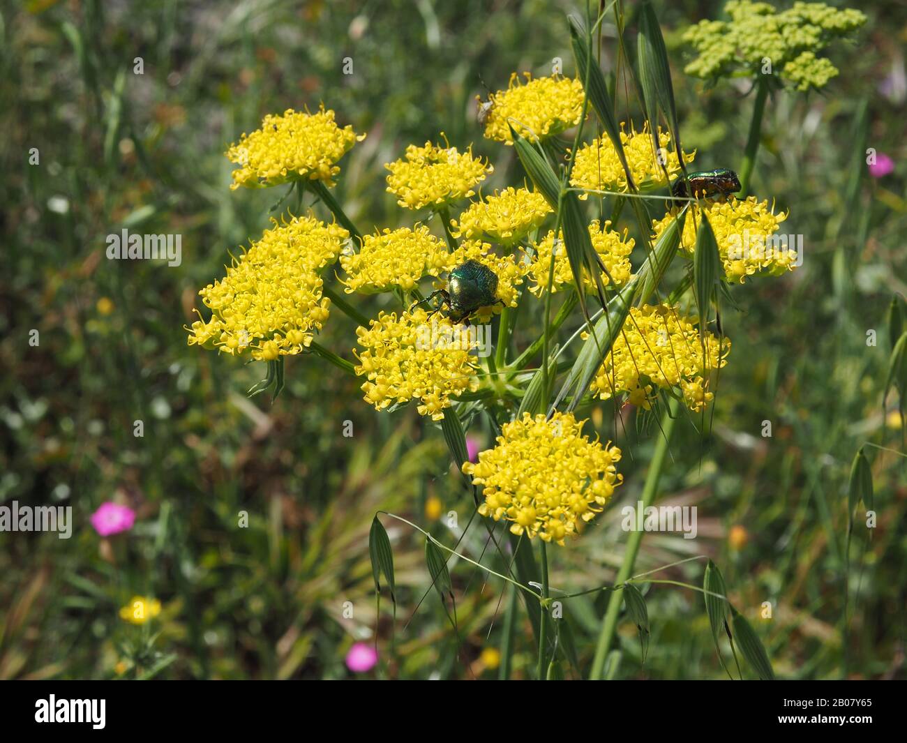 Two green rose chafer beetles (Cetonia aurata or Golden Beetle), one showing the metallic looking body and V-shaped scutellum. Peloponnese, Greece. Stock Photo