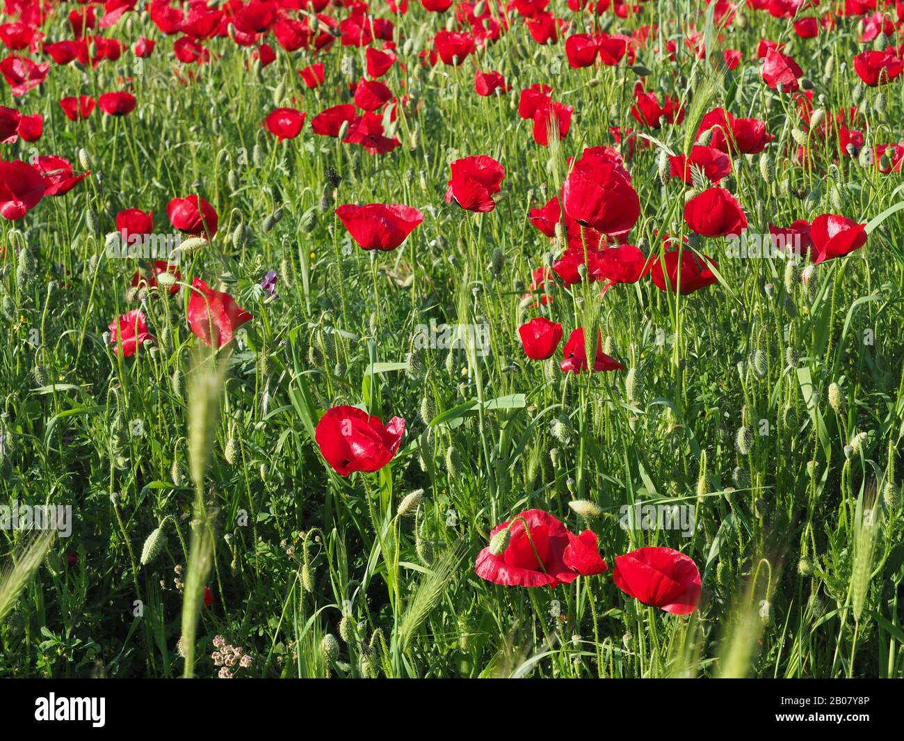 Poppies in a field in Greece Stock Photo