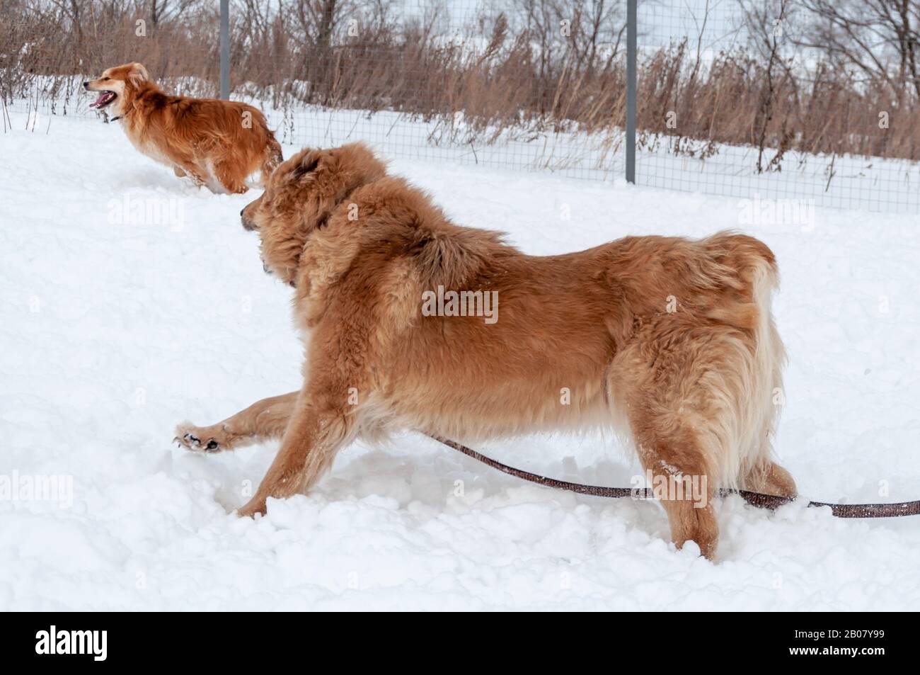 Big cute and beautiful red dogs play happily and cheerfully with each other, run on the snow-covered area, enjoying a walk in the open air on a nice w Stock Photo