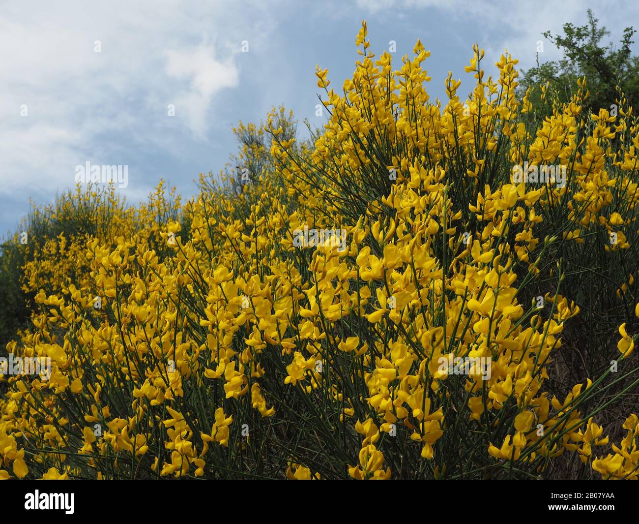 Vivid yellow Spanish broom (Spartium junceum) flowering at the Water Power Museum in Dimitsana, Arcadia, Peloponnese, Greece Stock Photo