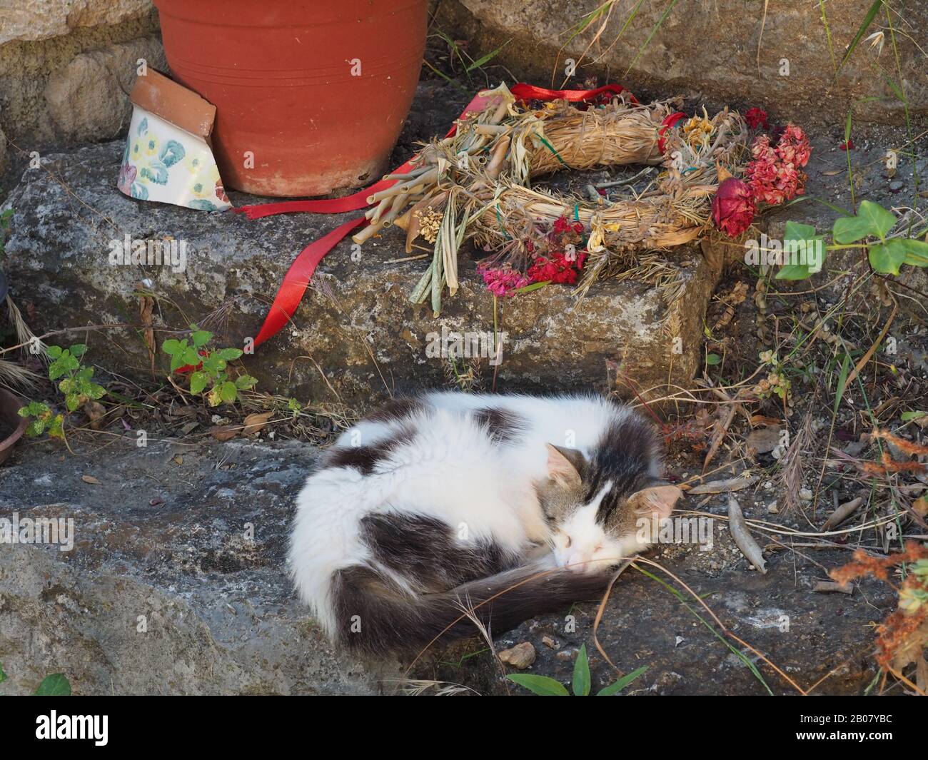 Sleeping cat curled up beneath straw and flower wreath and plant pot Stock Photo