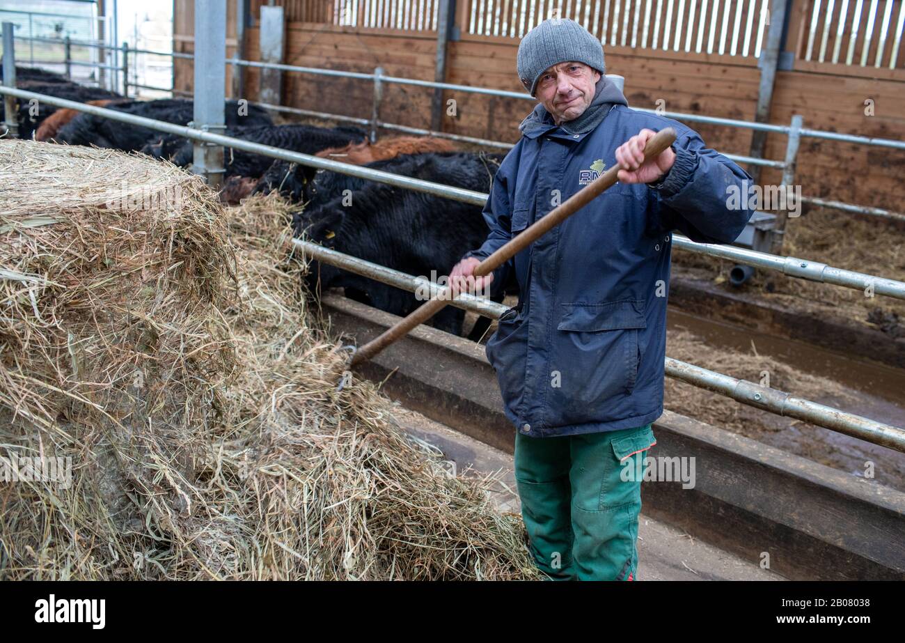 07 February 2020, Mecklenburg-Western Pomerania, Stintenburger Hütte: Employee Joachim Grunert works in the new stable of the Ark Farm Domäne Knesse and feeds the animals. Around 150 animals are kept as beef cattle in the Lebenshilfewerk Hagenow farm. The Arche-Hof offers disabled people 22 residential and 30 jobs, mainly in its own organic farm. The focus is on working with animals and promoting a special environmental awareness on an organic farm. Photo: Jens Büttner/dpa-Zentralbild/ZB Stock Photo