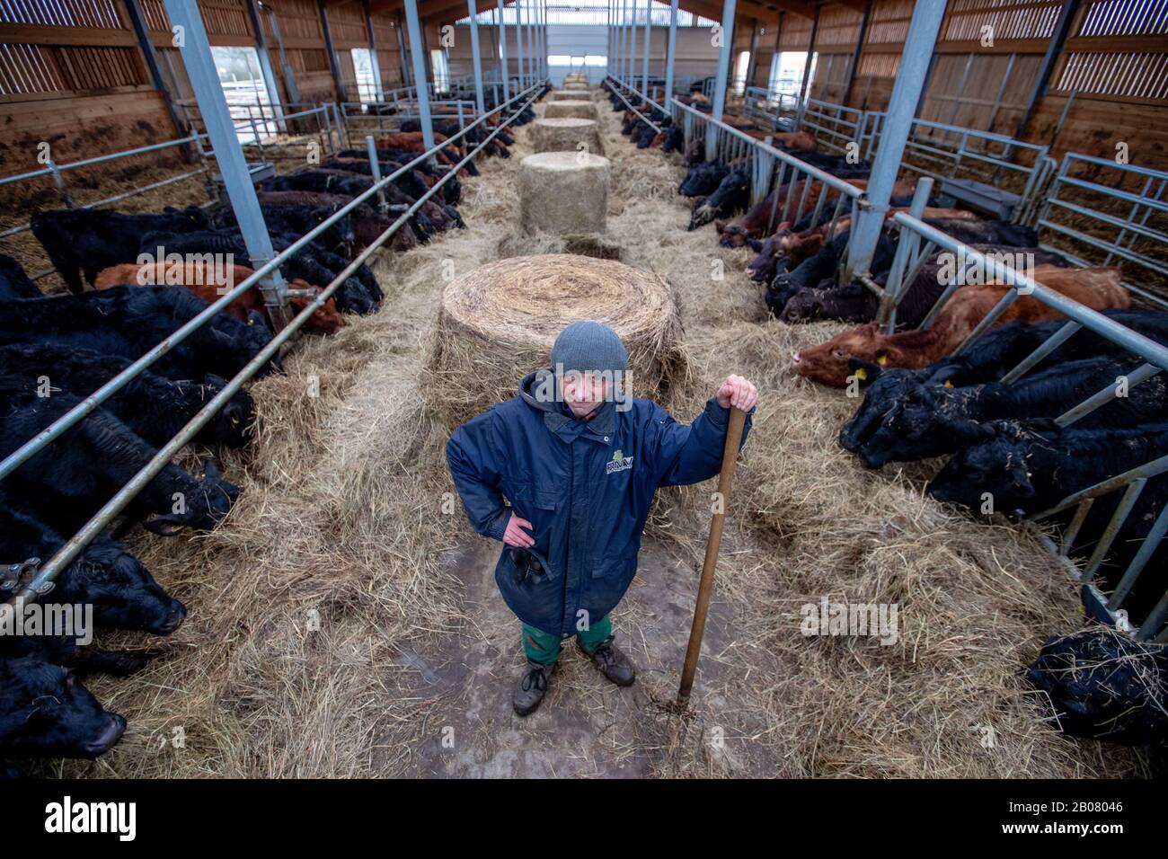 07 February 2020, Mecklenburg-Western Pomerania, Stintenburger Hütte: Employee Joachim Grunert works in the new stable of the Ark Farm Domäne Knesse and feeds the animals. Around 150 animals are kept as beef cattle in the Lebenshilfewerk Hagenow farm. The Arche-Hof offers disabled people 22 residential and 30 jobs, mainly in its own organic farm. The focus is on working with animals and promoting a special environmental awareness on an organic farm. Photo: Jens Büttner/dpa-Zentralbild/ZB Stock Photo