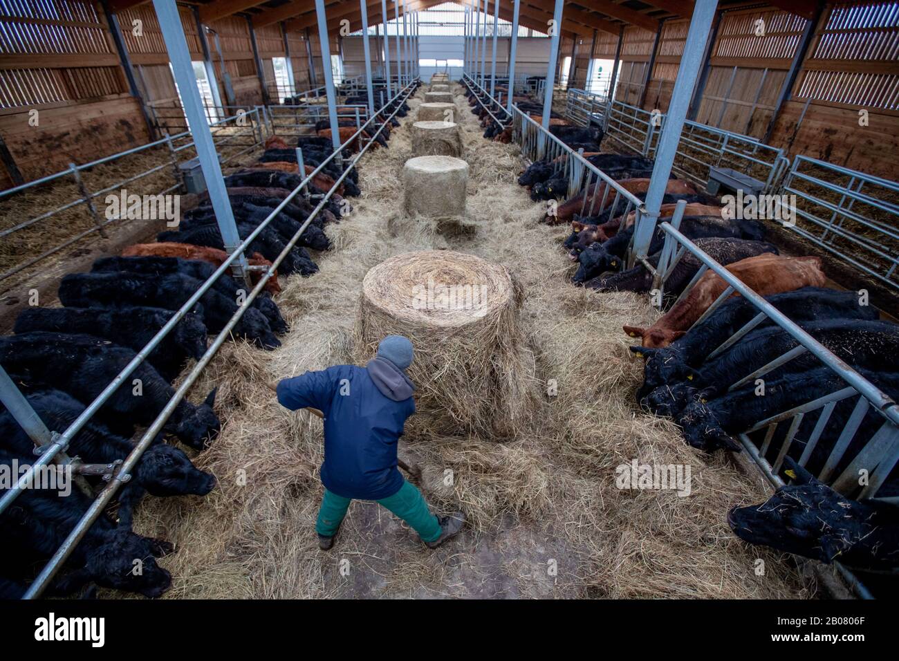 07 February 2020, Mecklenburg-Western Pomerania, Stintenburger Hütte: Employee Joachim Grunert works in the new stable of the Ark Farm Domäne Knesse and feeds the animals. Around 150 animals are kept as beef cattle in the Lebenshilfewerk Hagenow farm. The Arche-Hof offers disabled people 22 residential and 30 jobs, mainly in its own organic farm. The focus is on working with animals and promoting a special environmental awareness on an organic farm. Photo: Jens Büttner/dpa-Zentralbild/ZB Stock Photo