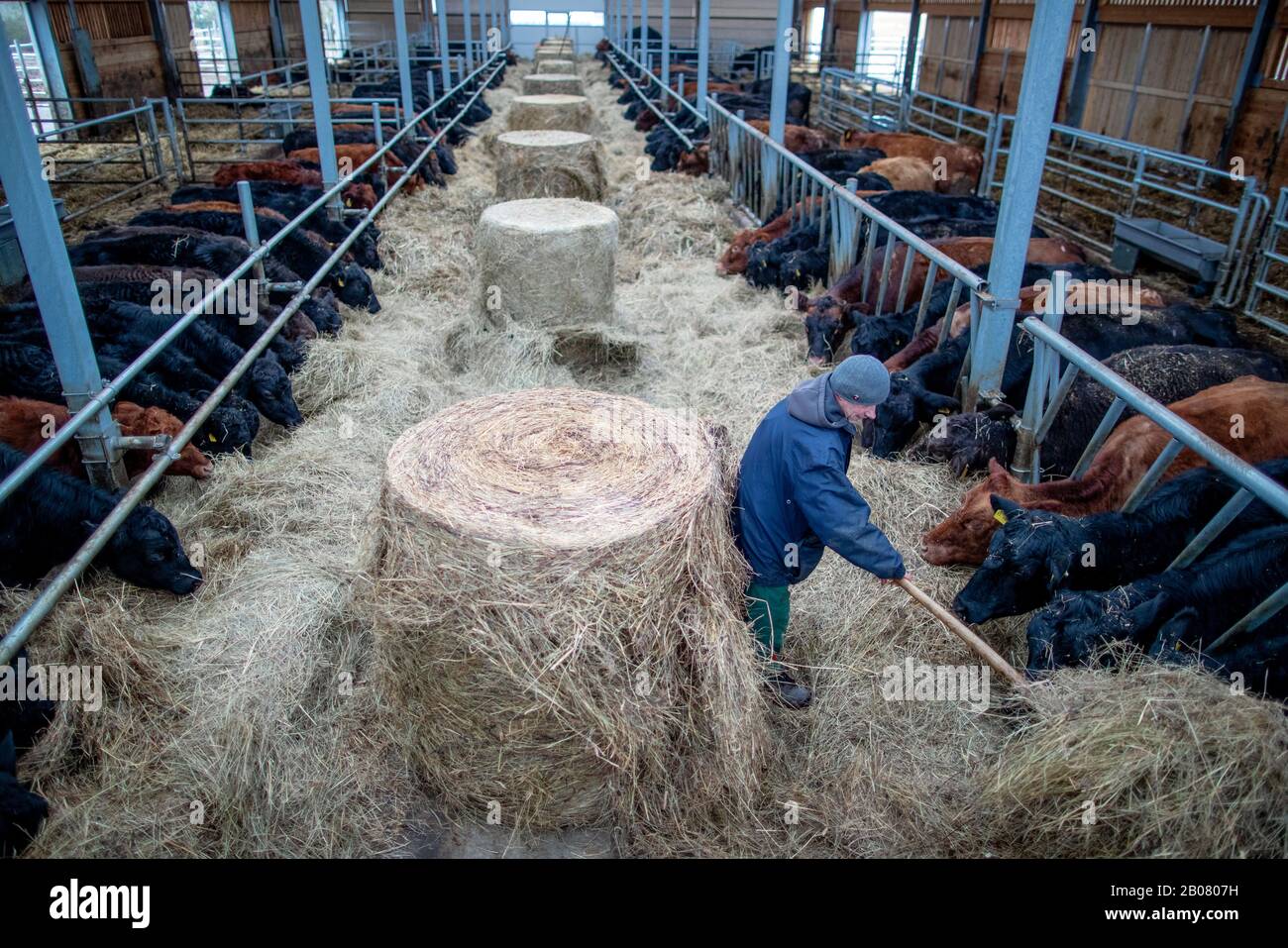 07 February 2020, Mecklenburg-Western Pomerania, Stintenburger Hütte: Employee Joachim Grunert works in the new stable of the Ark Farm Domäne Knesse and feeds the animals. Around 150 animals are kept as beef cattle in the Lebenshilfewerk Hagenow farm. The Arche-Hof offers disabled people 22 residential and 30 jobs, mainly in its own organic farm. The focus is on working with animals and promoting a special environmental awareness on an organic farm. Photo: Jens Büttner/dpa-Zentralbild/ZB Stock Photo