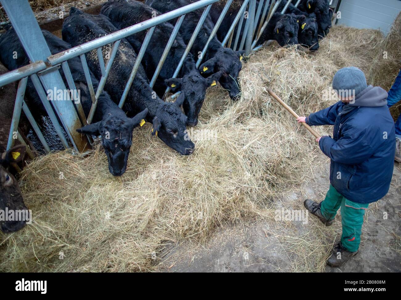 07 February 2020, Mecklenburg-Western Pomerania, Stintenburger Hütte: Employee Joachim Grunert works in the new stable of the Ark Farm Domäne Knesse and feeds the animals. Around 150 animals are kept as beef cattle in the Lebenshilfewerk Hagenow farm. The Arche-Hof offers disabled people 22 residential and 30 jobs, mainly in its own organic farm. The focus is on working with animals and promoting a special environmental awareness on an organic farm. Photo: Jens Büttner/dpa-Zentralbild/ZB Stock Photo