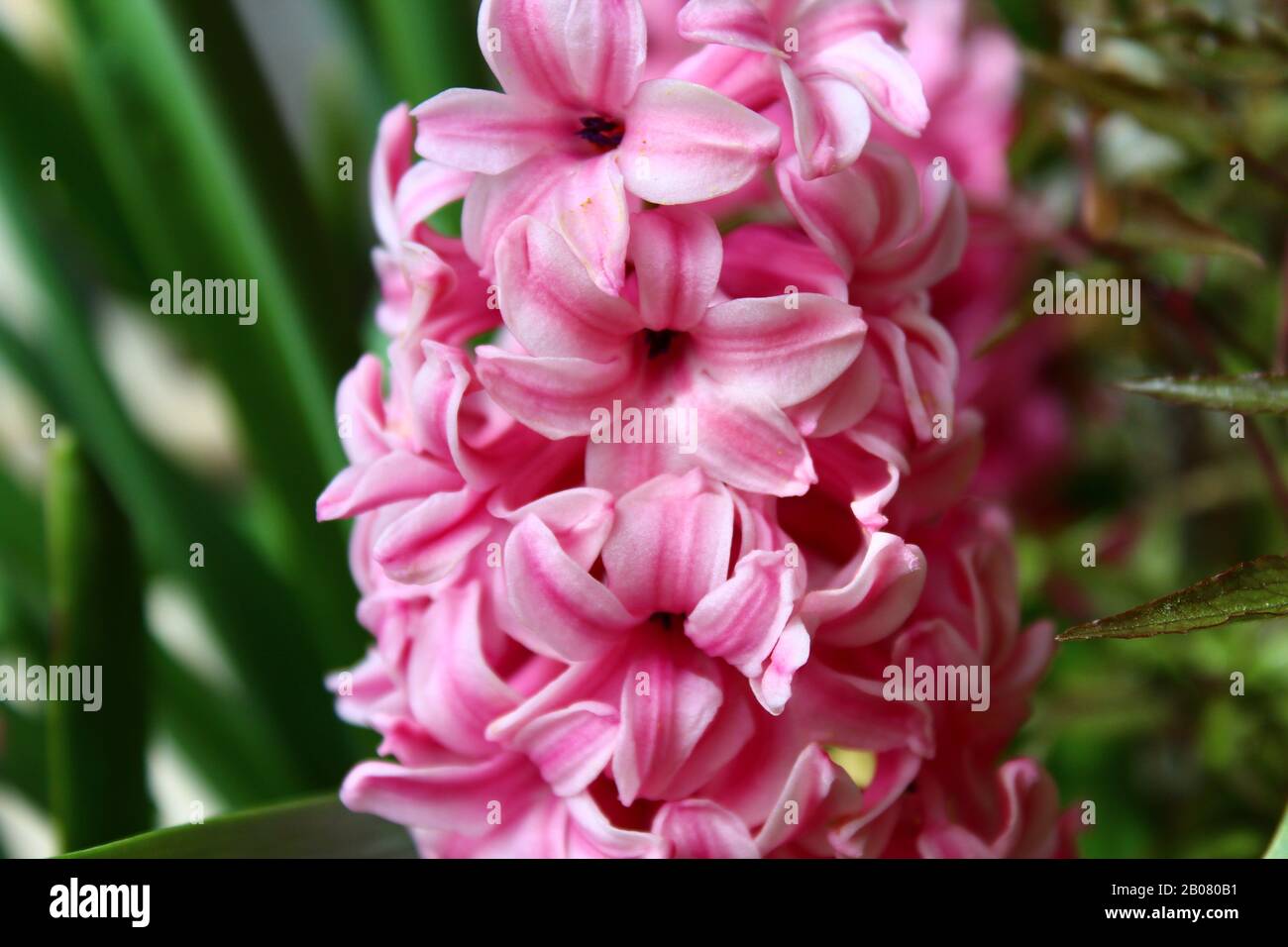 The picture shows a pink hyacinth in the garden Stock Photo
