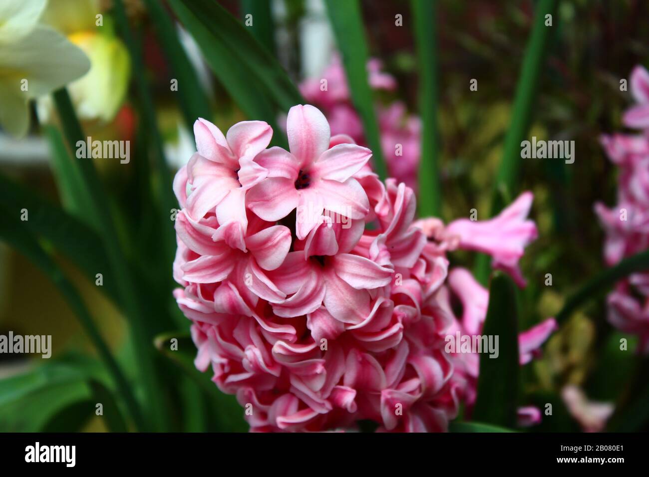 The pictureshows a pink hyacinth in the garden Stock Photo