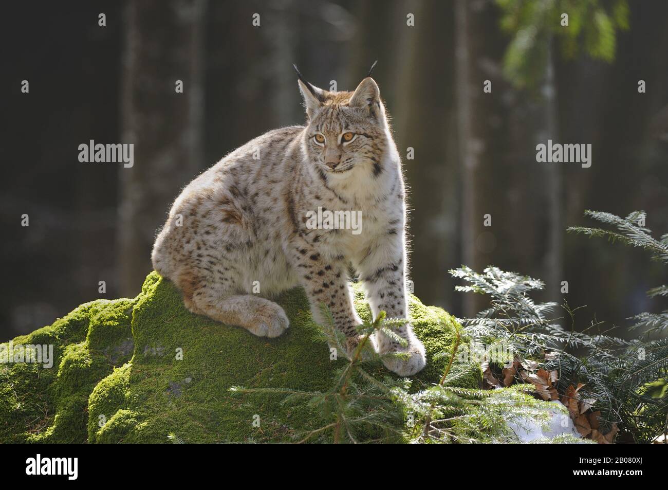 Europaeischer Luchs (Lynx lynx) Stock Photo
