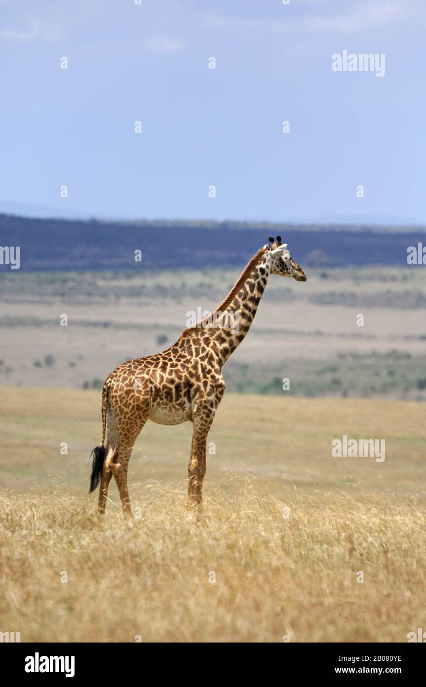 Massaigiraffe (Giraffa camelopardalis tippelskirchi) Stock Photo
