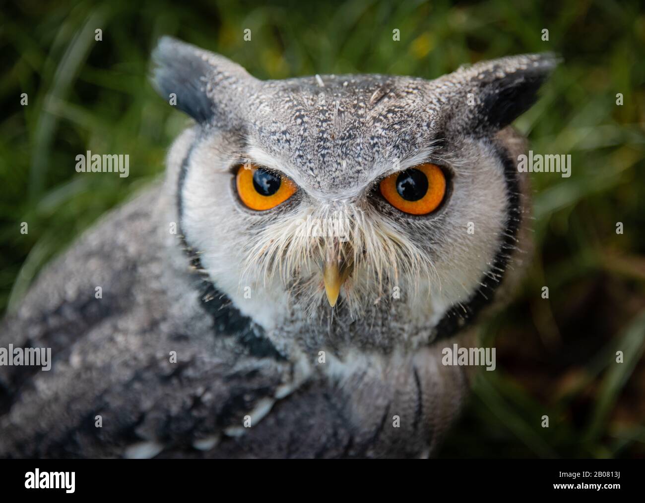 A very close portrait of the face of a white-faced scops owl, Ptilopsis leucotis, staring forward with large orange eyes Stock Photo