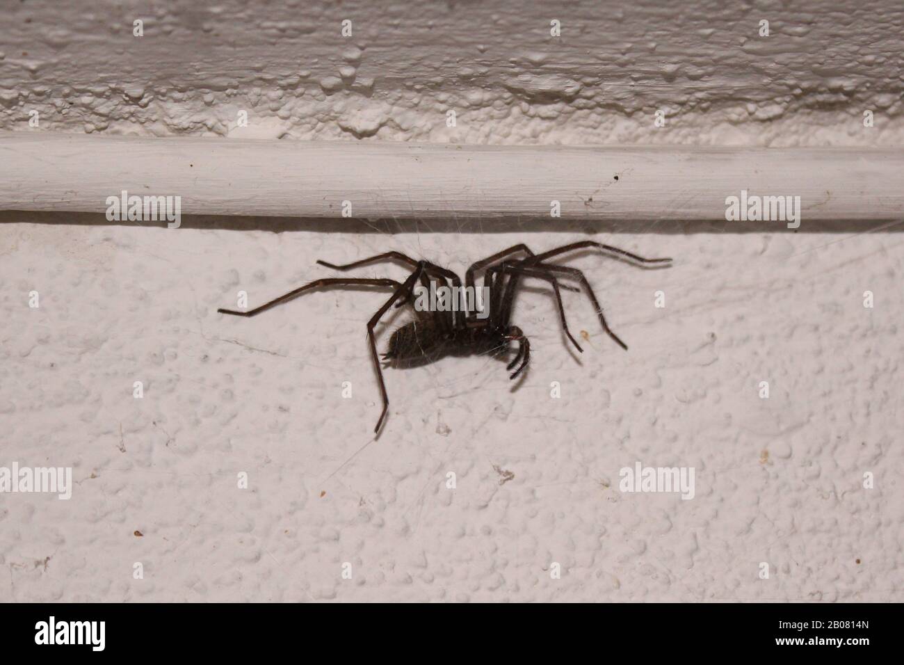 The picture shows a dust spider in the spiderweb Stock Photo Alamy