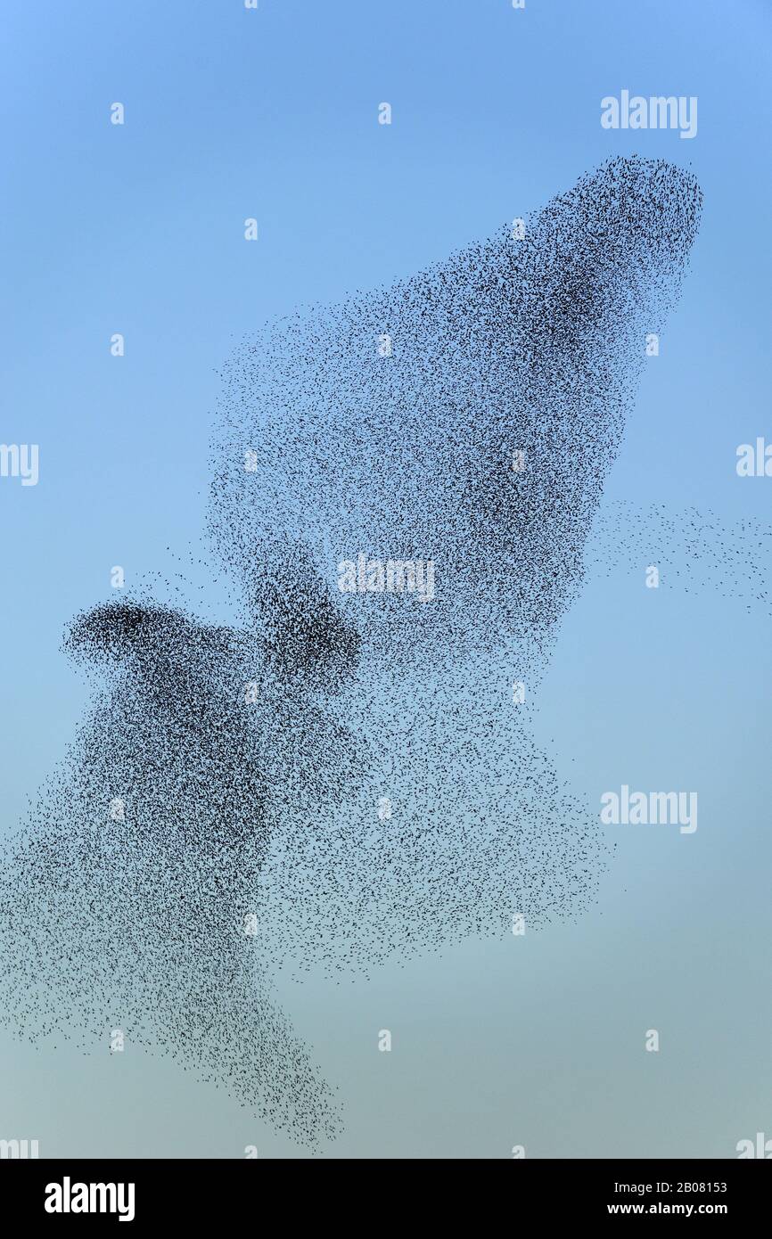 Vogelschwarm Stare (Sturnus vulgaris) Stock Photo