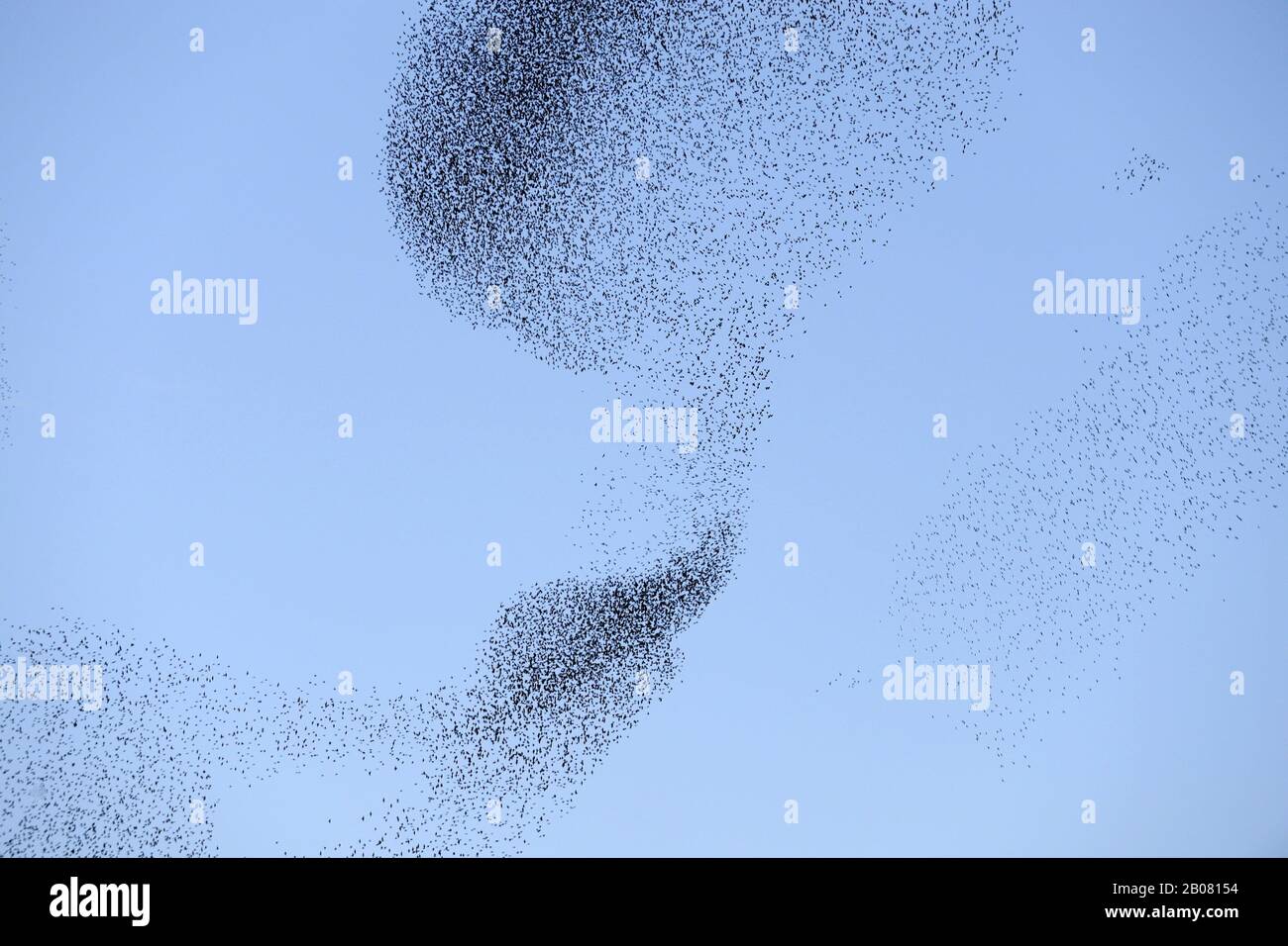 Vogelschwarm Stare (Sturnus vulgaris) Stock Photo