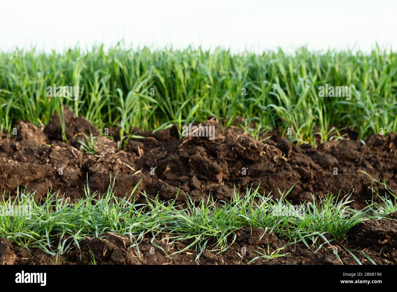 Green small grasses grow up from the soil Stock Photo