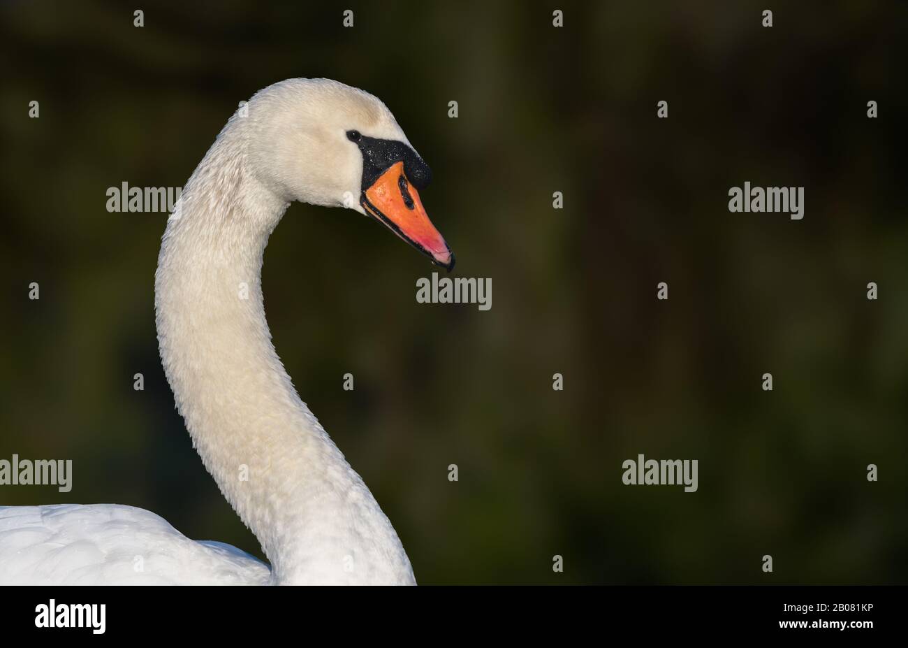 White Mute Swan (Cygnus olor) head & neck, side view, with copy space. Stock Photo