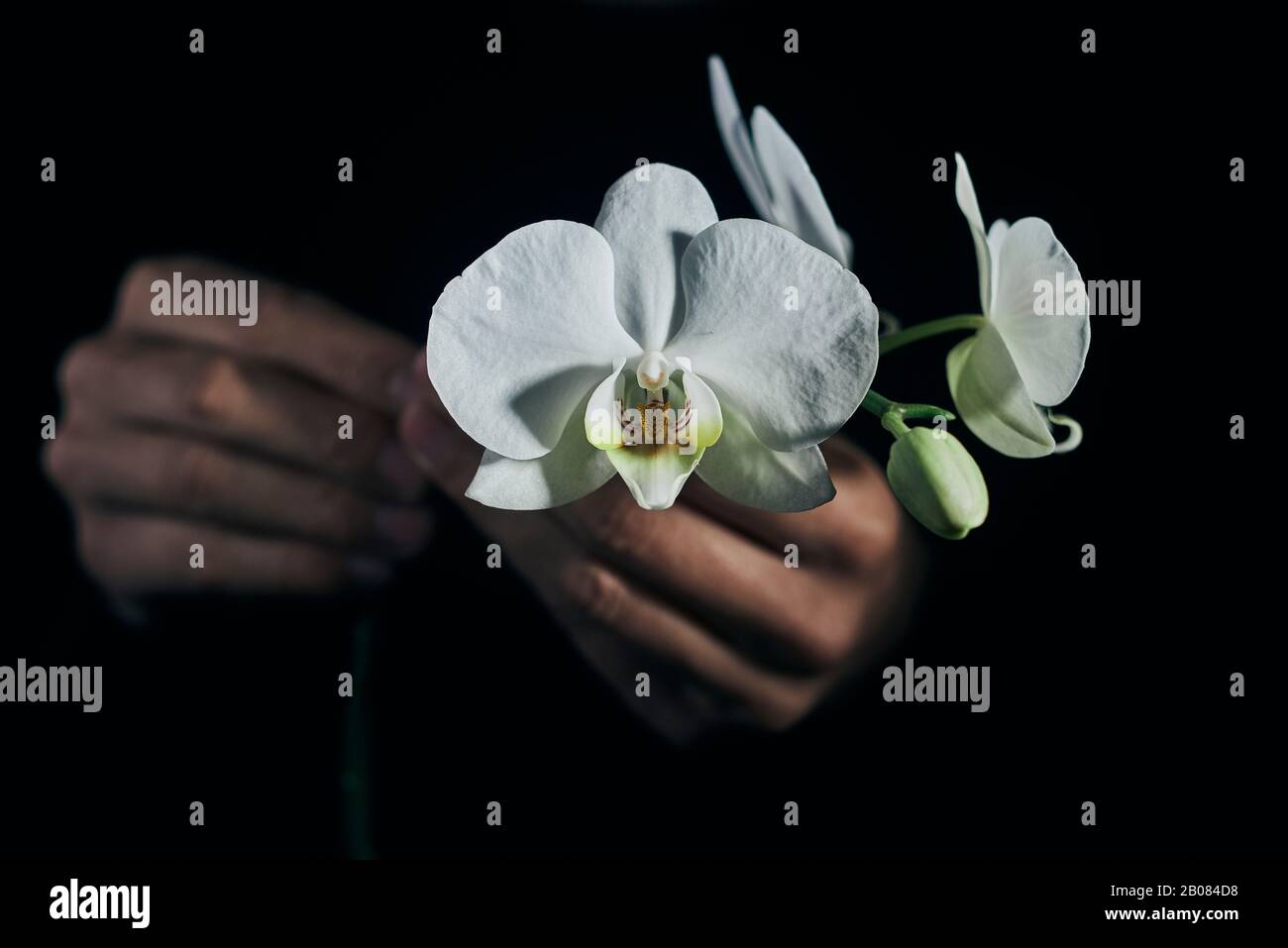 closeup of a man holding the beautiful white flowers of a Phalaenopsis aphrodite orchid against a black background Stock Photo