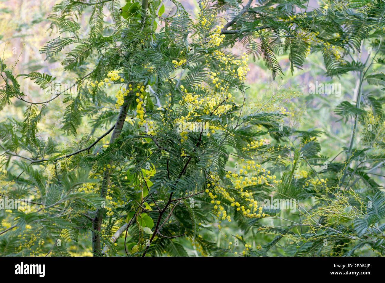 Blossoming acacia dealbata yellow flowers Stock Photo