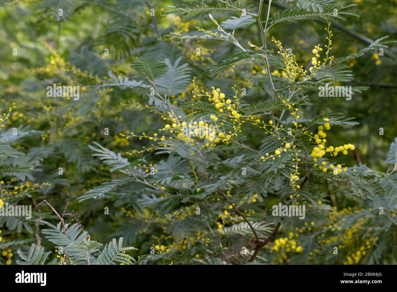 Blossoming acacia dealbata yellow flowers Stock Photo