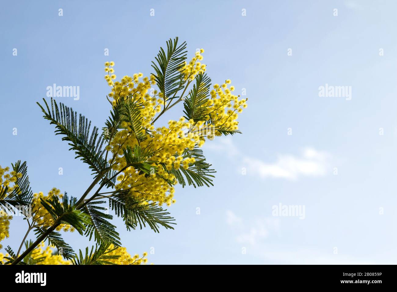 Blossoming acacia dealbata with yellow flowers and green leaves Stock Photo