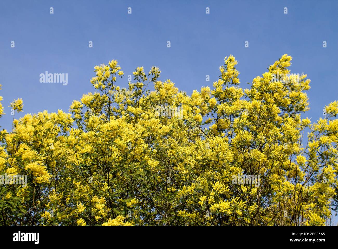 Acacia dealbata tree yellow flowers blooming Stock Photo