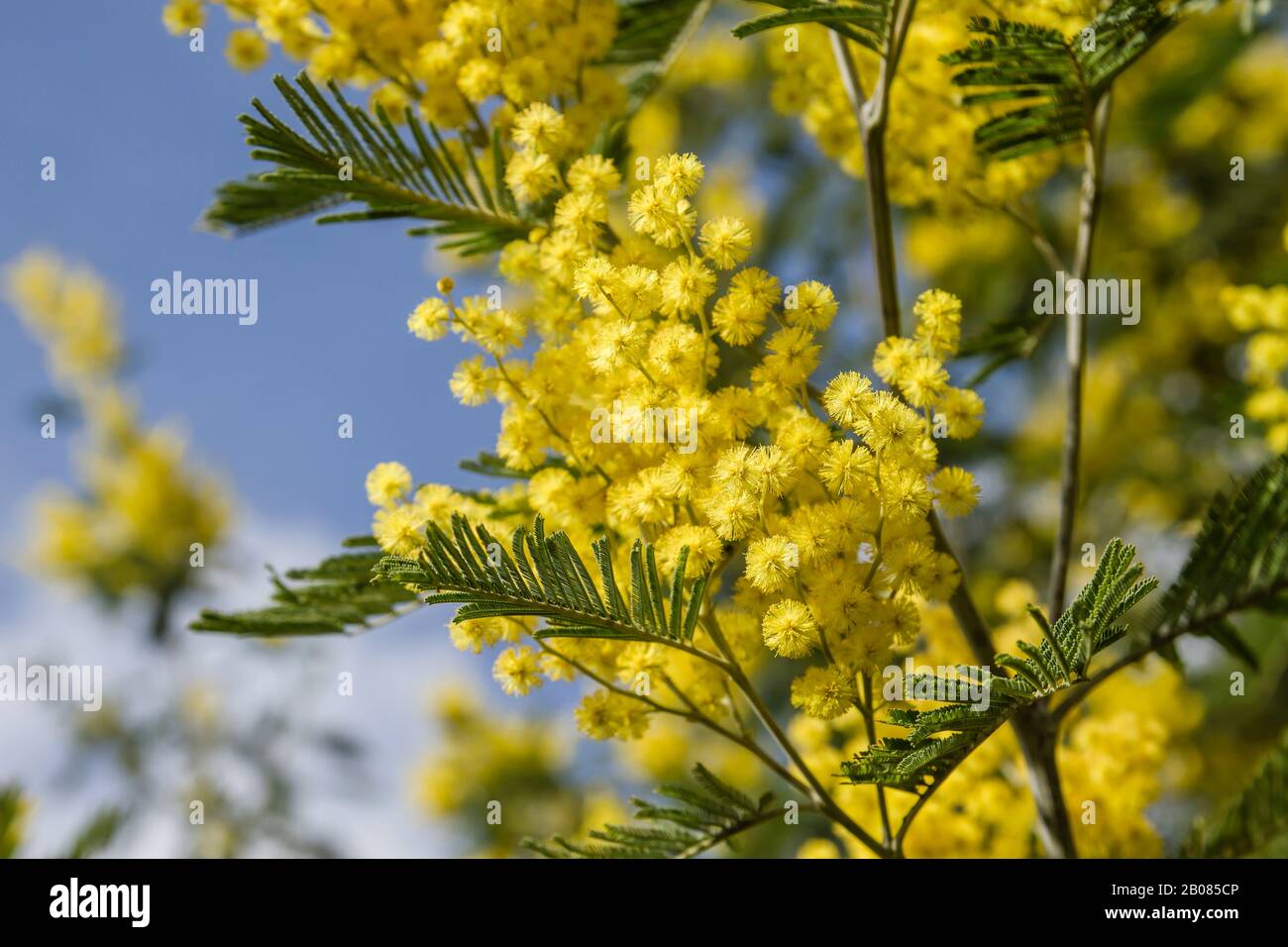 Detail of Acacia dealbata yellow flowers blooming Stock Photo
