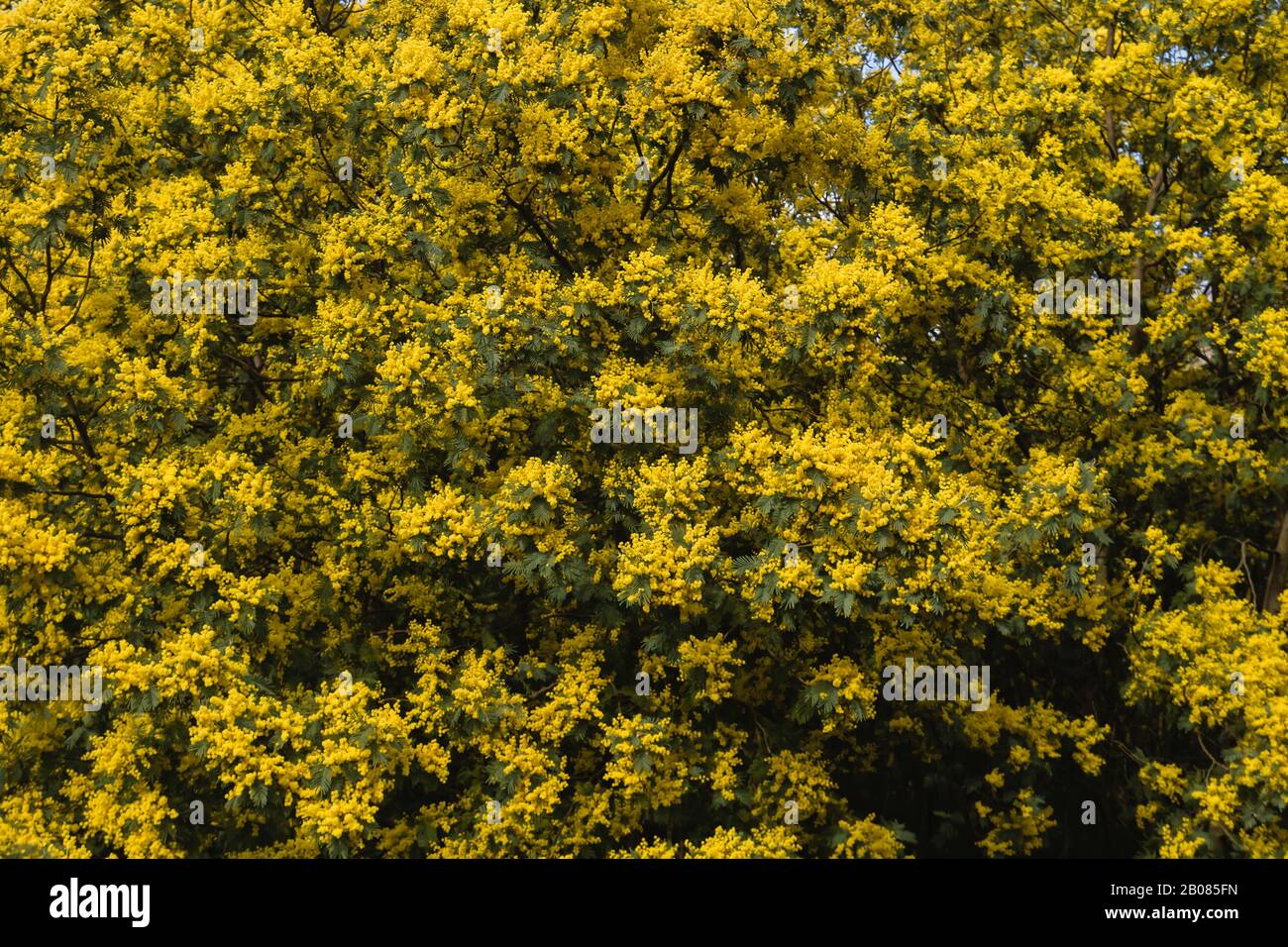 Detail of acacia dealbata yellow flowers blooming Stock Photo