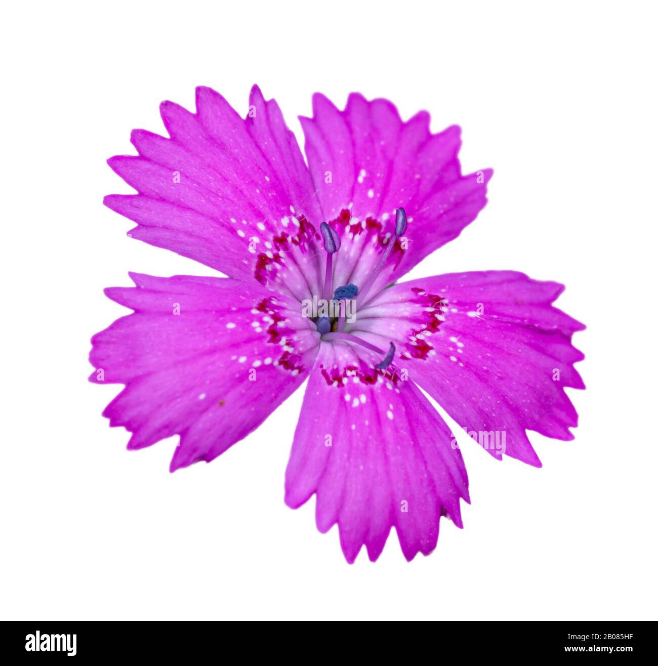 maiden pink (Dianthus deltoides) flower detail on white isolated Stock Photo