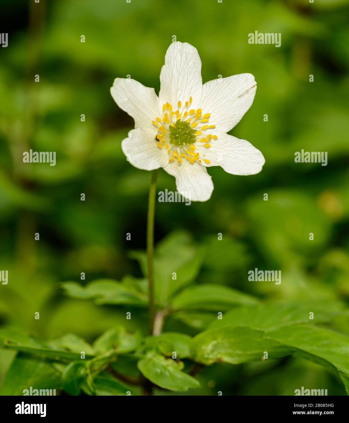single white wood anemone, windflower, thimbleweed or smell fox