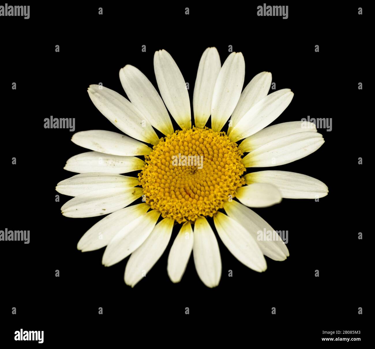 detail of daisy flower on black isolated Stock Photo - Alamy