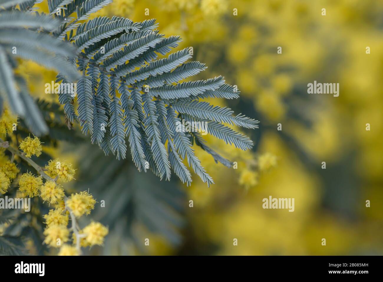 Detail of blossoming acacia dealbata sylvery grey leaves Stock Photo