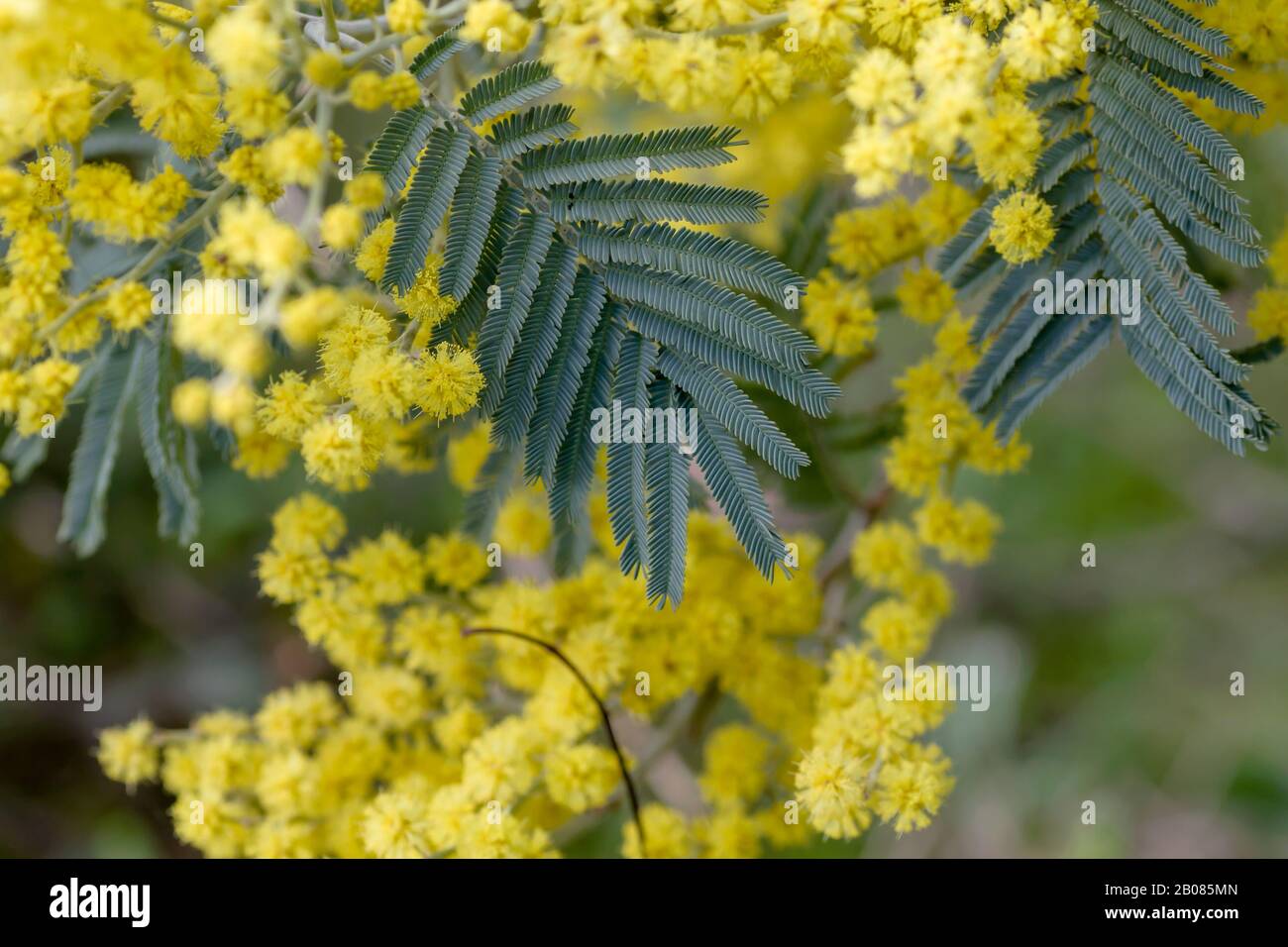 Detail of blosoming acacia dealbata yellow flowers and green leaves Stock Photo