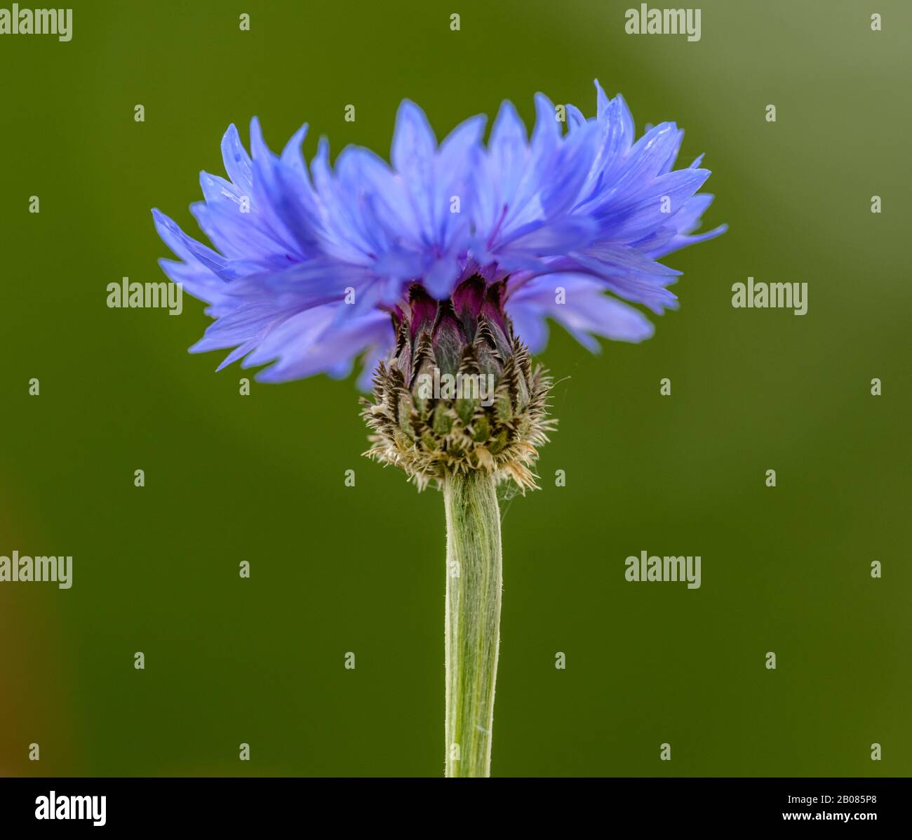 single blue cornflower or bachelor's button (centaurea cyanus) flower on green background, detail Stock Photo