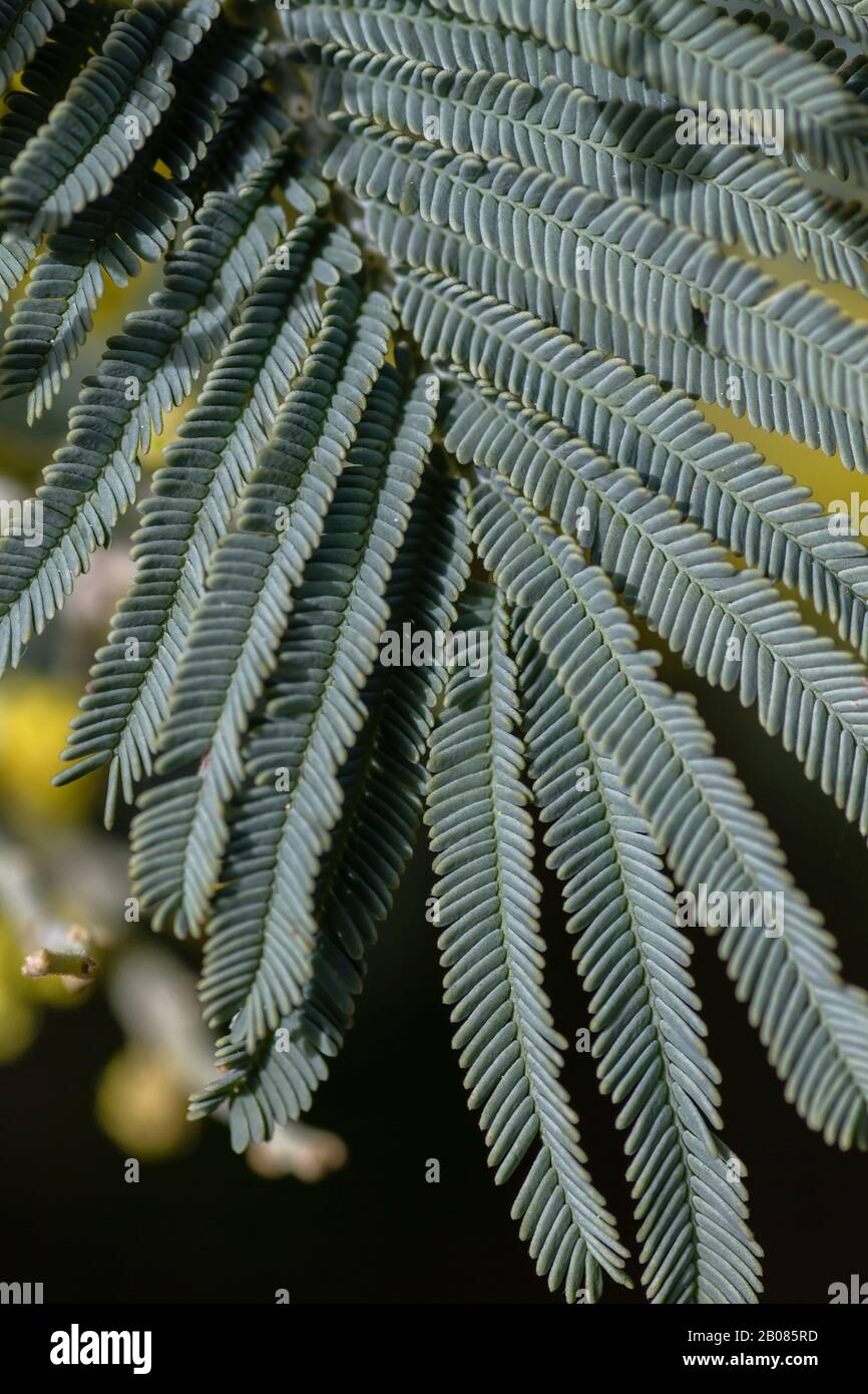 Detail of acacia dealbata sylvery blue-green leaves Stock Photo