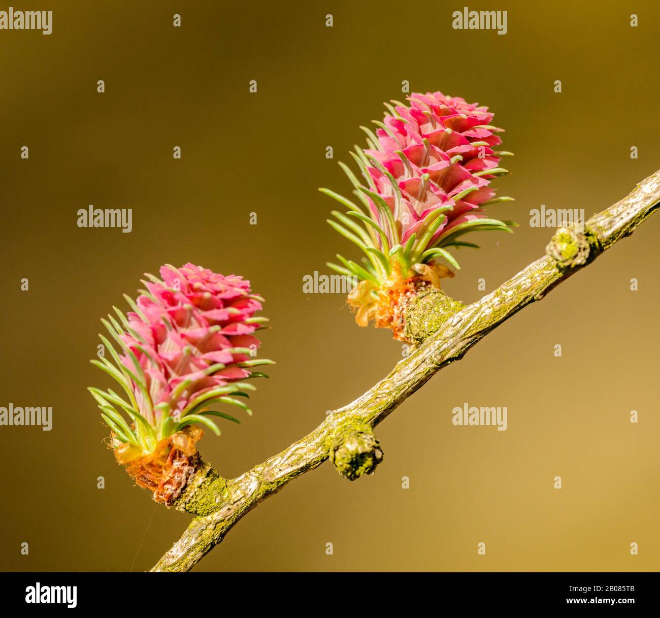 two pink larch (larix) female blossoms on a twig, detail Stock Photo