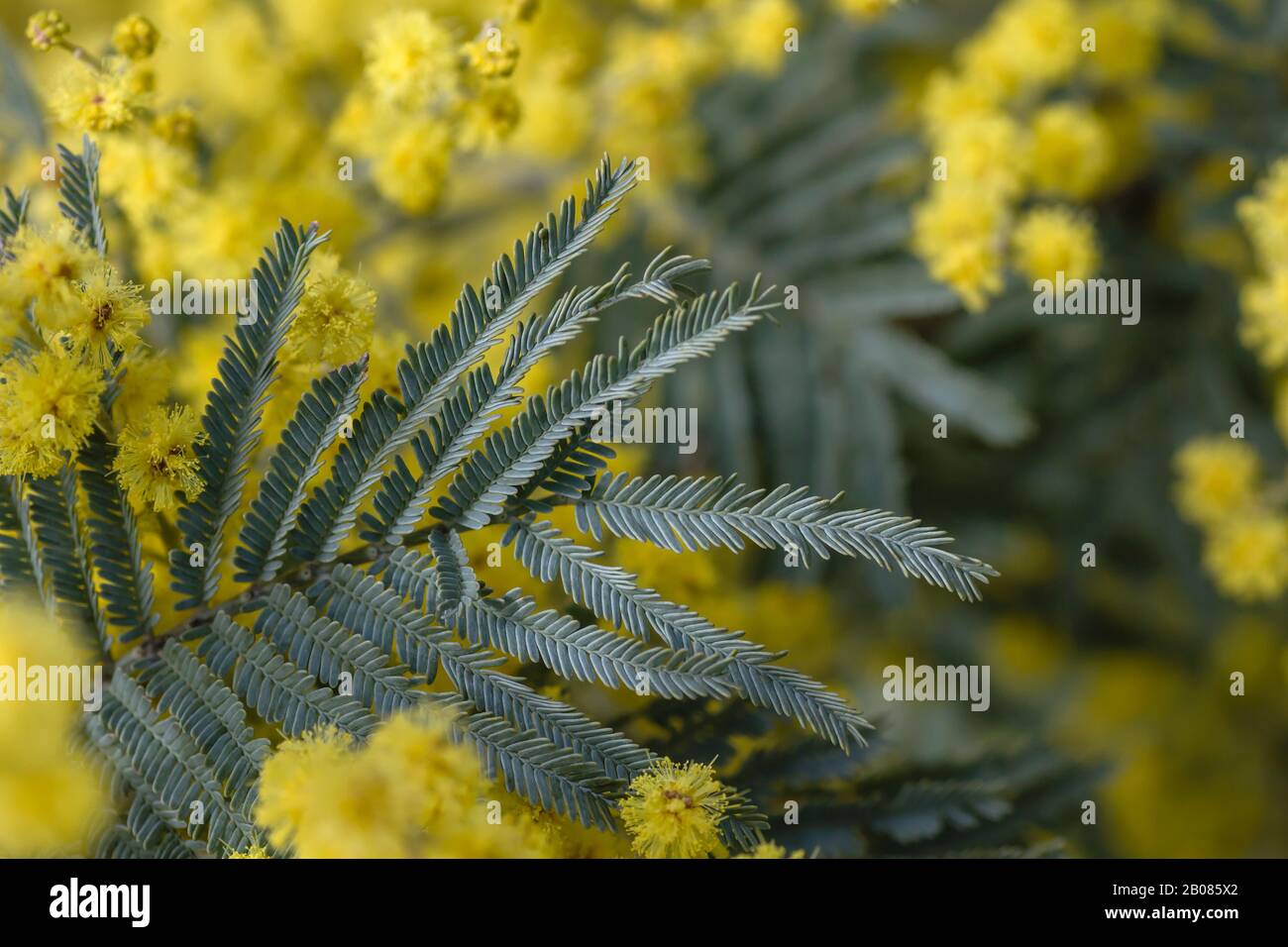 Detail of blossoming acacia dealnata silvery green leaves Stock Photo