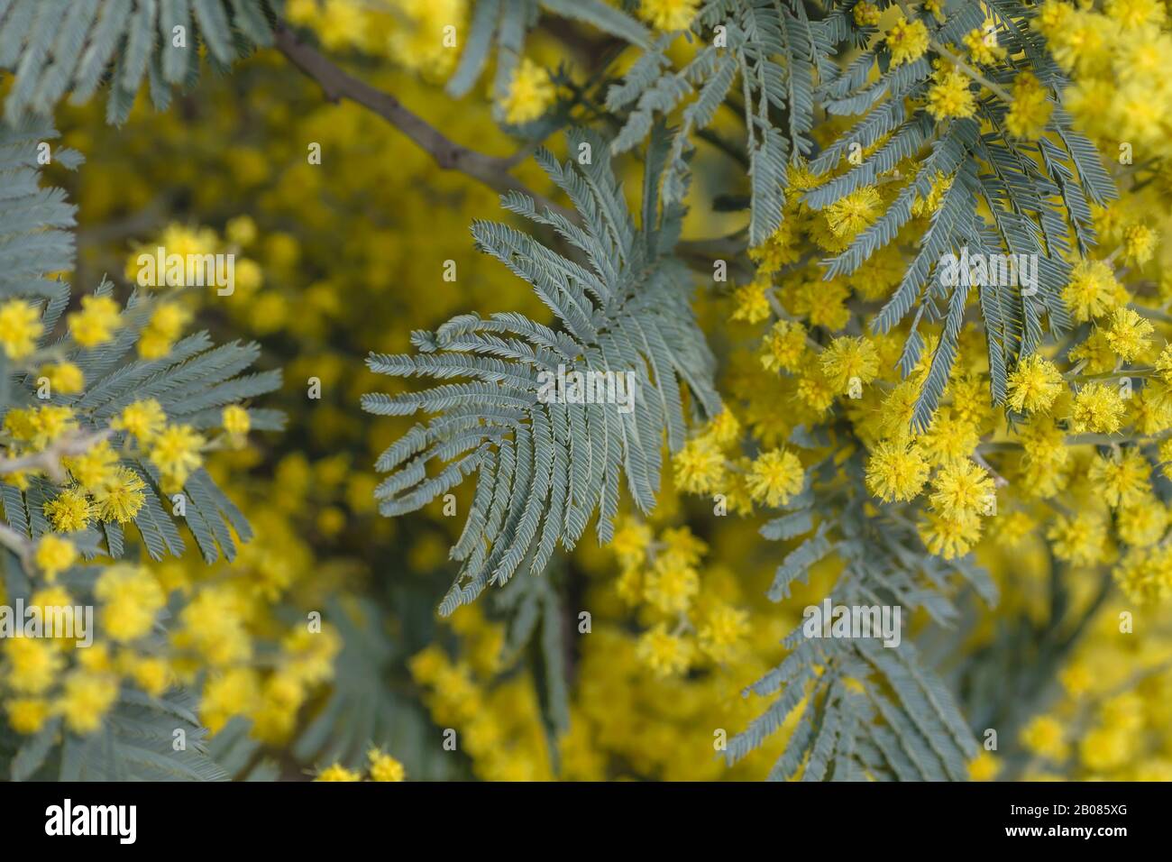 Detail of blossoming acacia dealbata sylvery green leaves and yellow flowers Stock Photo