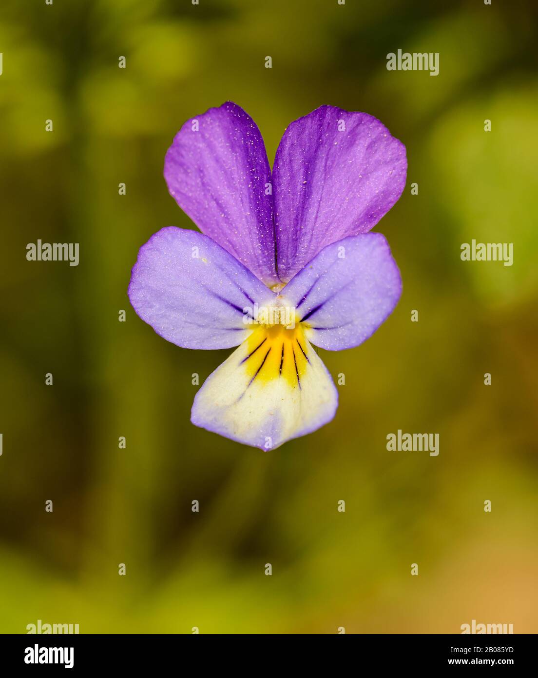 Viola tricolor, also known as Johnny Jump up, heartsease, heart's ease, heart's delight, tickle-my-fancy, Jack-jump-up-and-kiss-me, come-and-cuddle-me Stock Photo