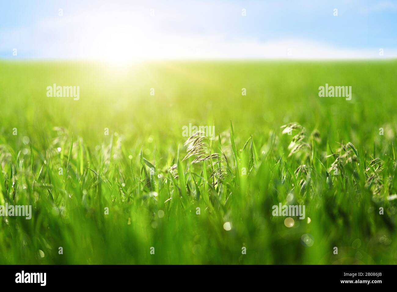 Focus on the spikelet of grass. Bright sun Stock Photo