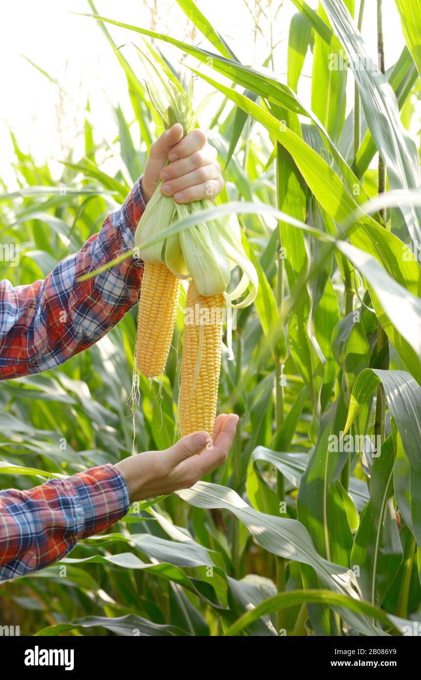Unwrapped organic corn cobs in his farmer's hands. Harvest care concept Stock Photo