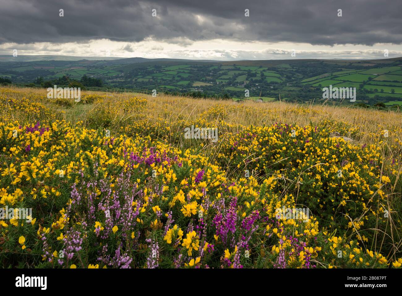Gorse and heather on Bonehill Down in late summer in Dartmoor National Park, Devon, England. Stock Photo