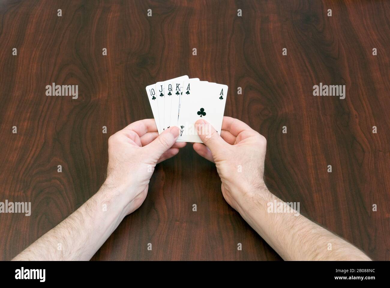 Hands holding playing cards on  table. A Royal Flush of clubs in the game of Poker Stock Photo