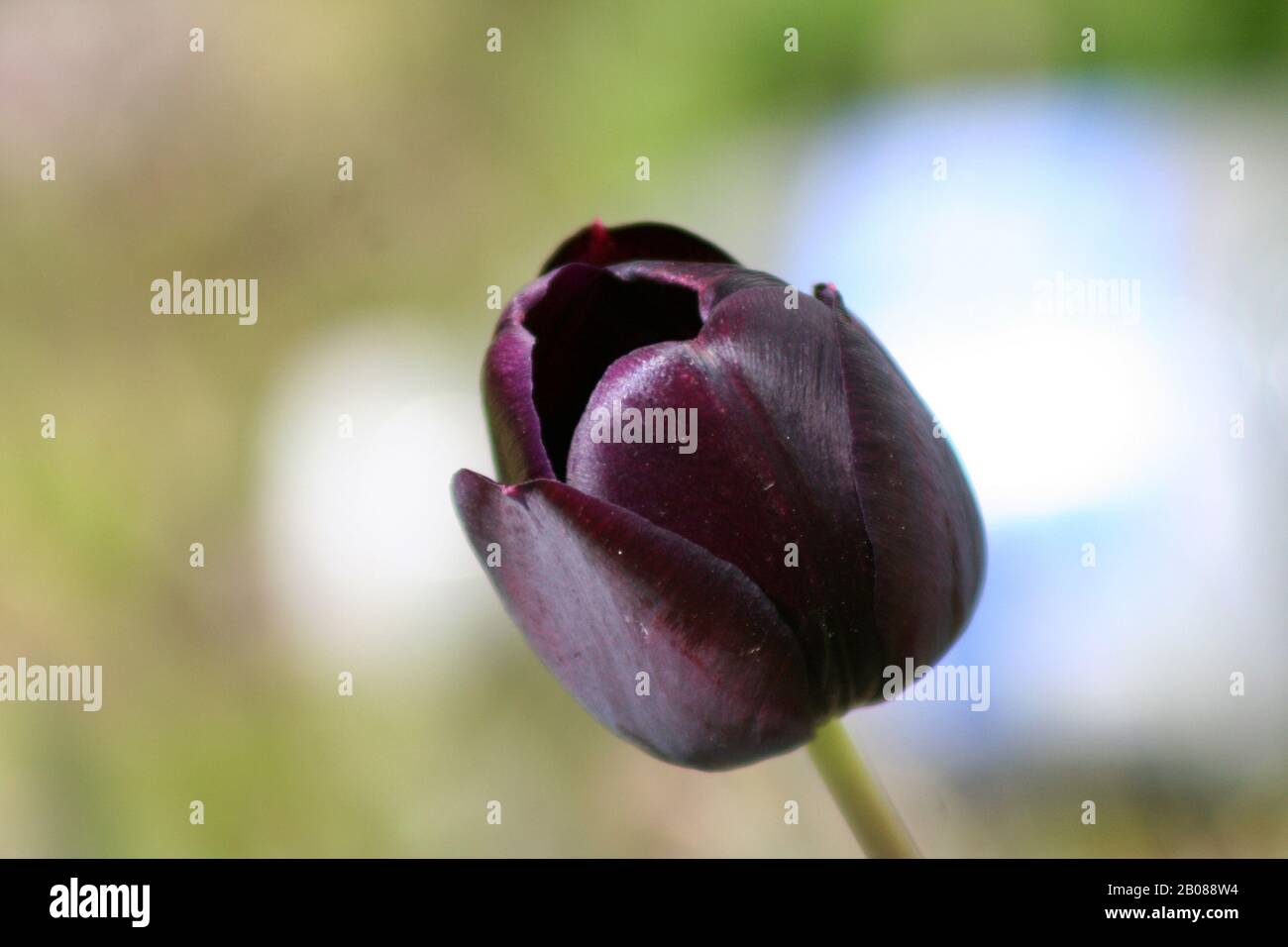 Tulip in Spring Garden Stock Photo