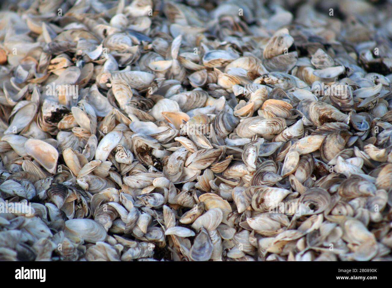 Shells Washed up on Beach Stock Photo
